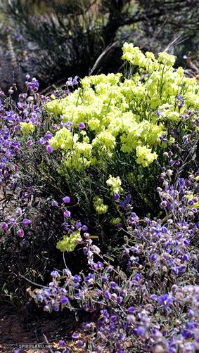 Yellow Wildflowers, WA.